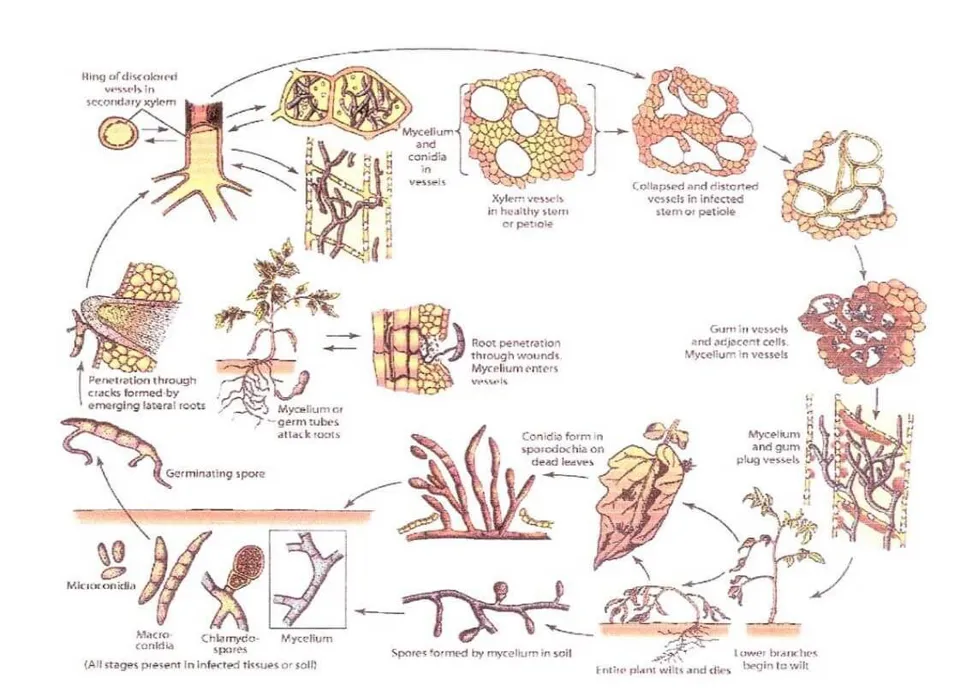 Fusarium.jpg